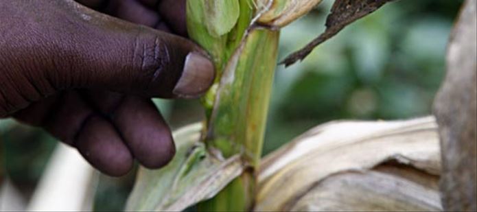 CABI expert, Dr Julie Flood, to talk at major new plant health conference